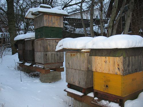 Úly v zimě